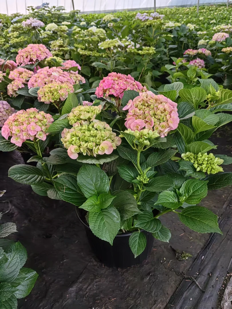 营养杯绣球苗四盆四品种独杆