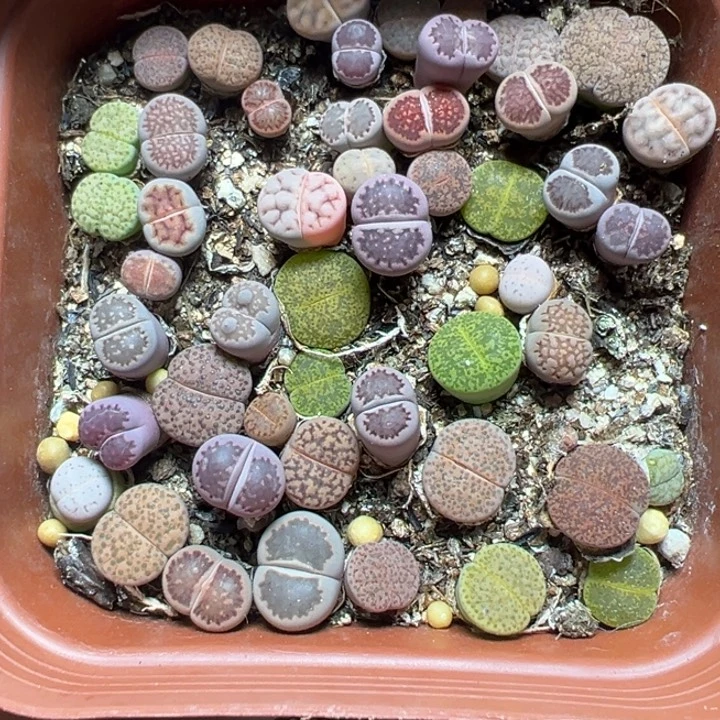 【闪购商品】686。