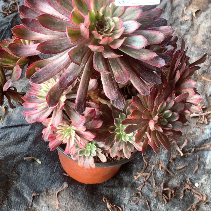 蜜**香多肉植物仙子750