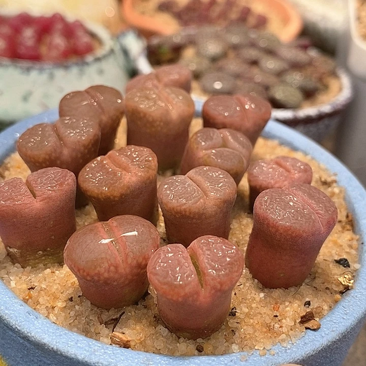 风铃c10一颗     买2送1