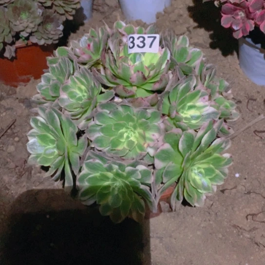 无花朵337多肉植物海鲜