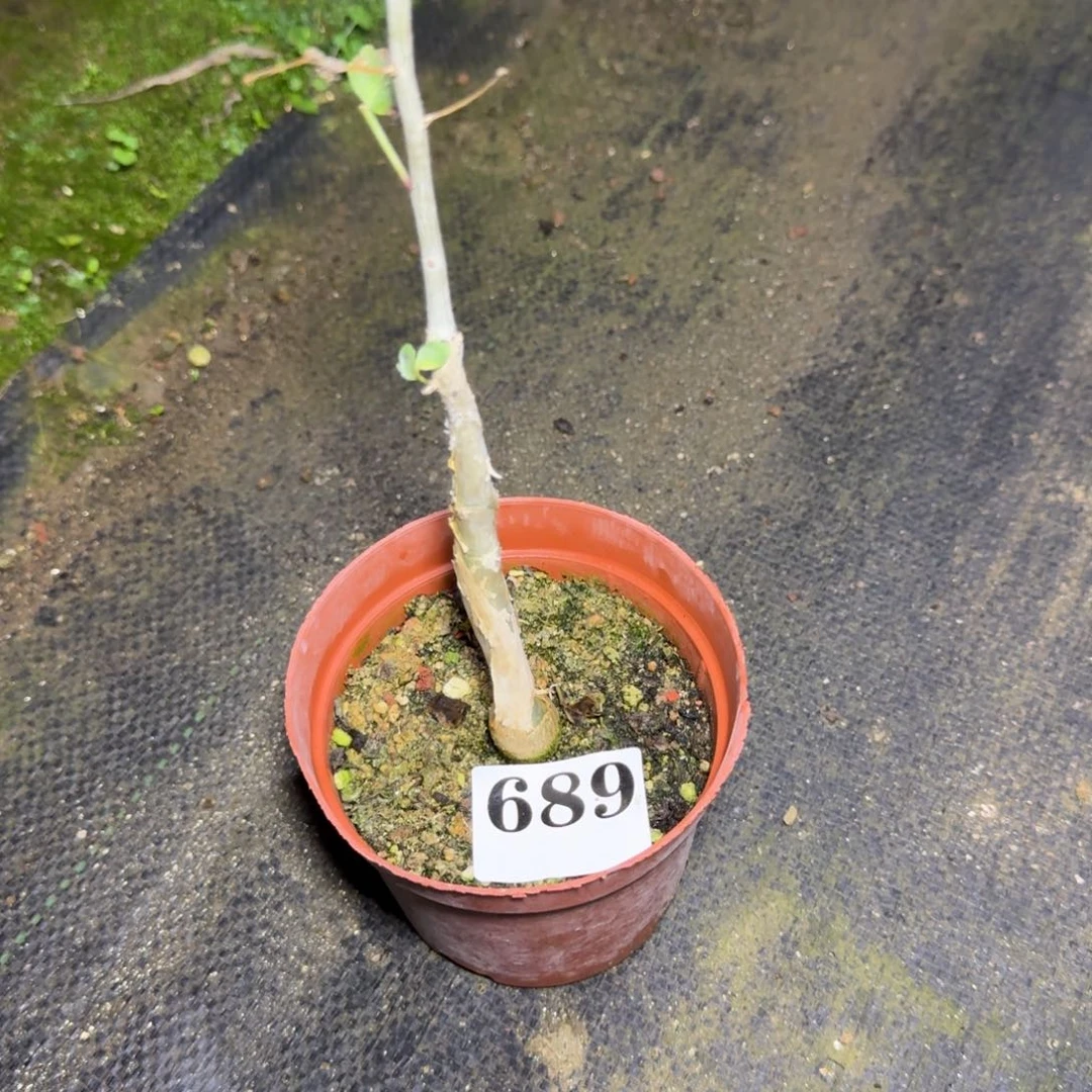 发***薯卵叶芳香一物一拍多肉植物