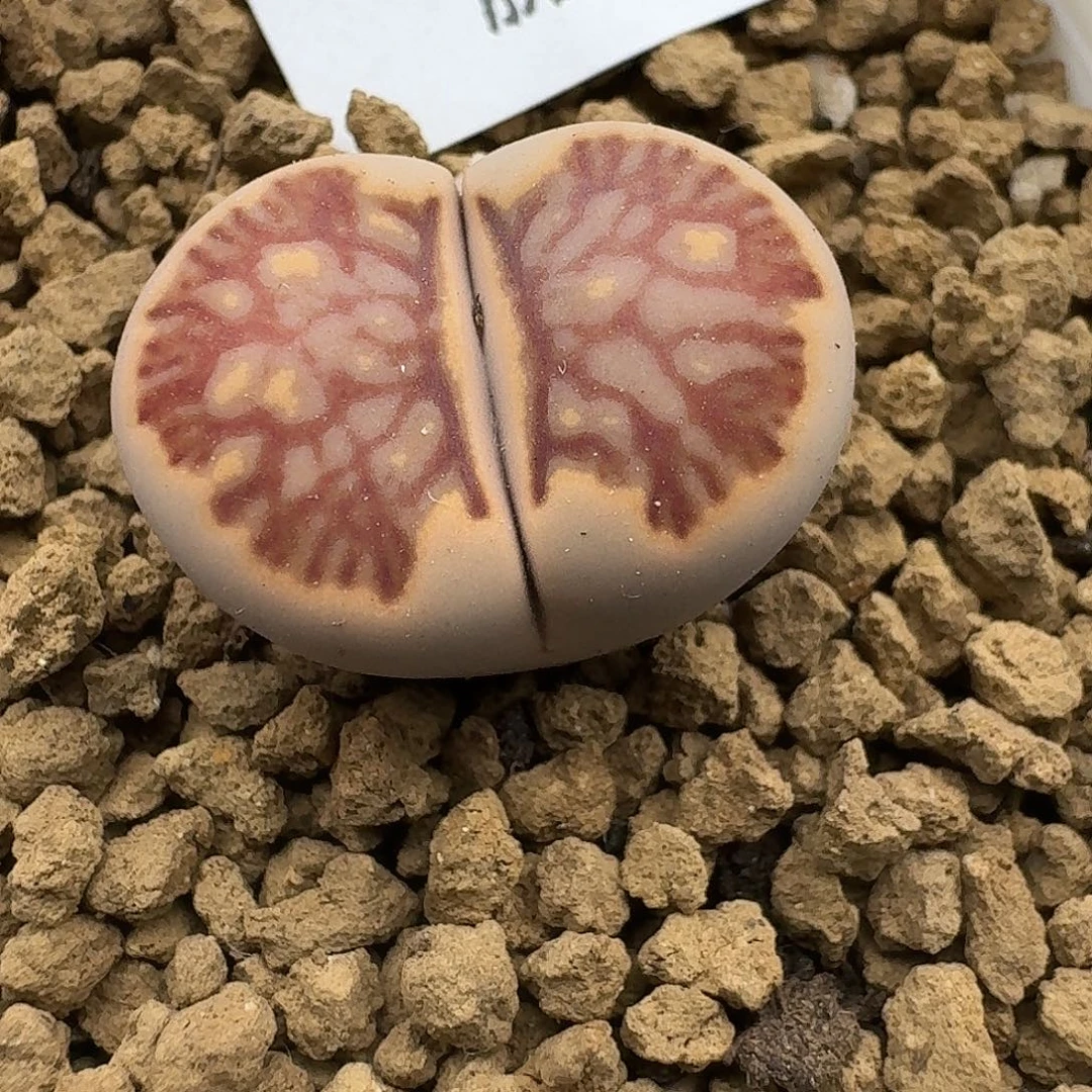 950多肉哈哈哈哈哈哈