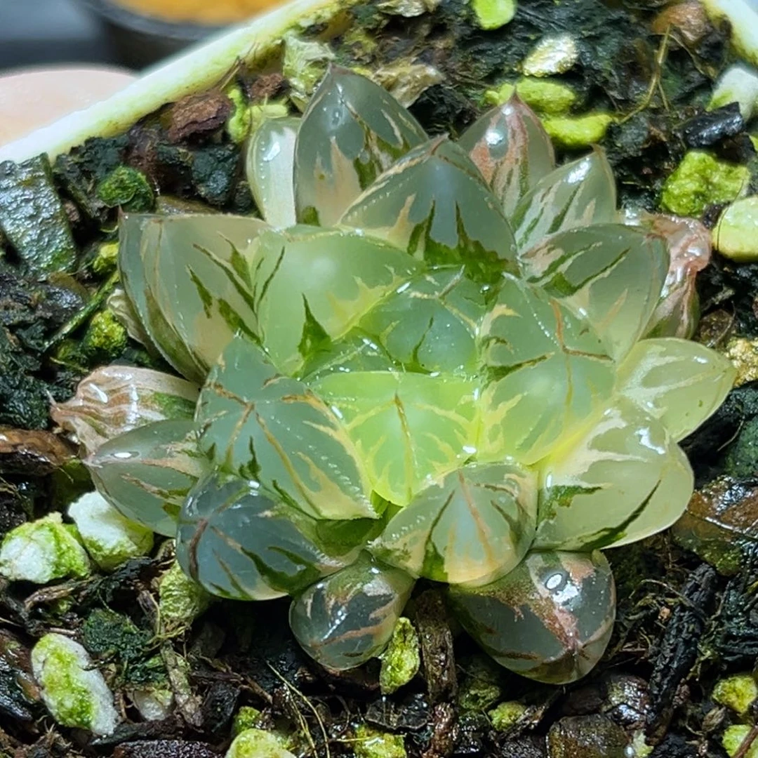 恭喜发财大吉大利862