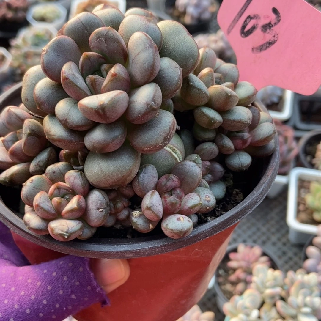 103葡萄多肉植物多肉