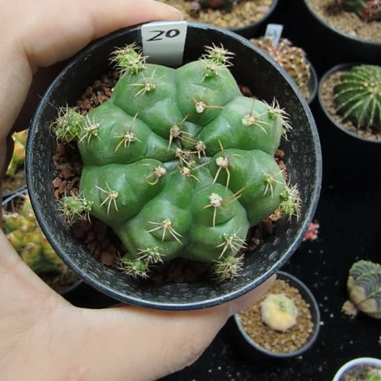 绿巨人侧芽自根带盆土发货