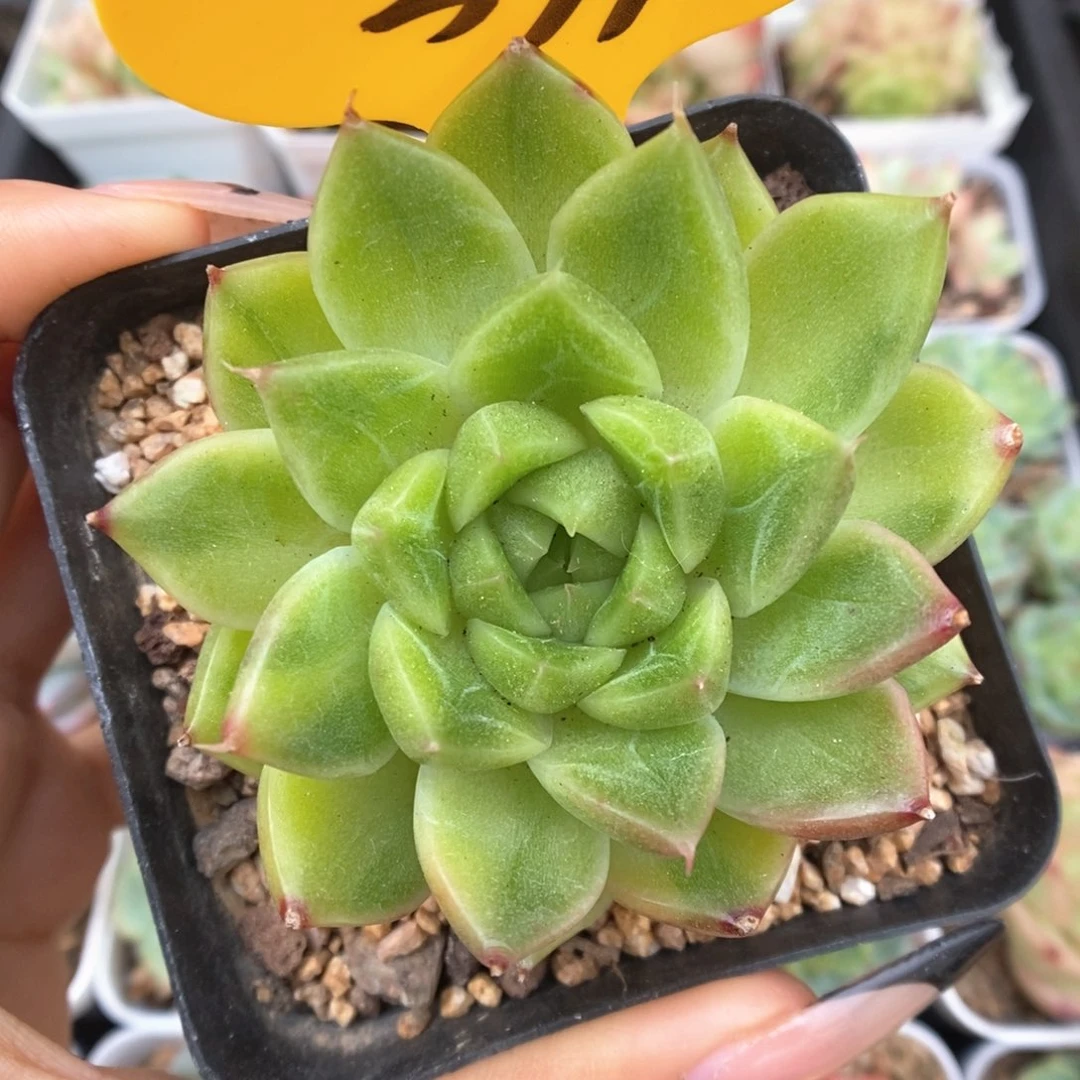 珍妮锦可拍374号。
