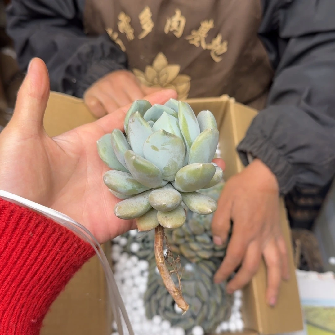 胖美人砍头 不包损13米