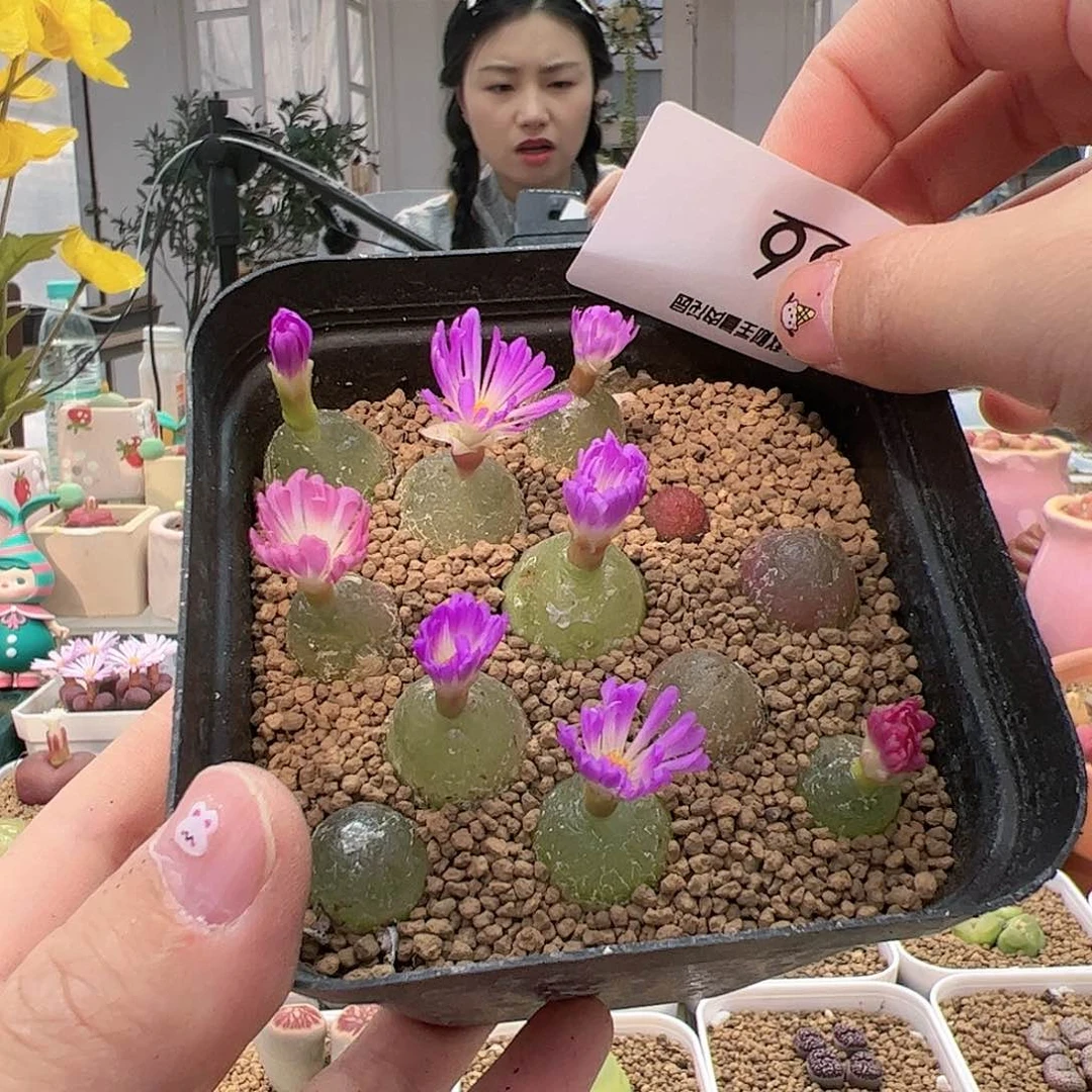 【闪购商品】36 灯泡带盆