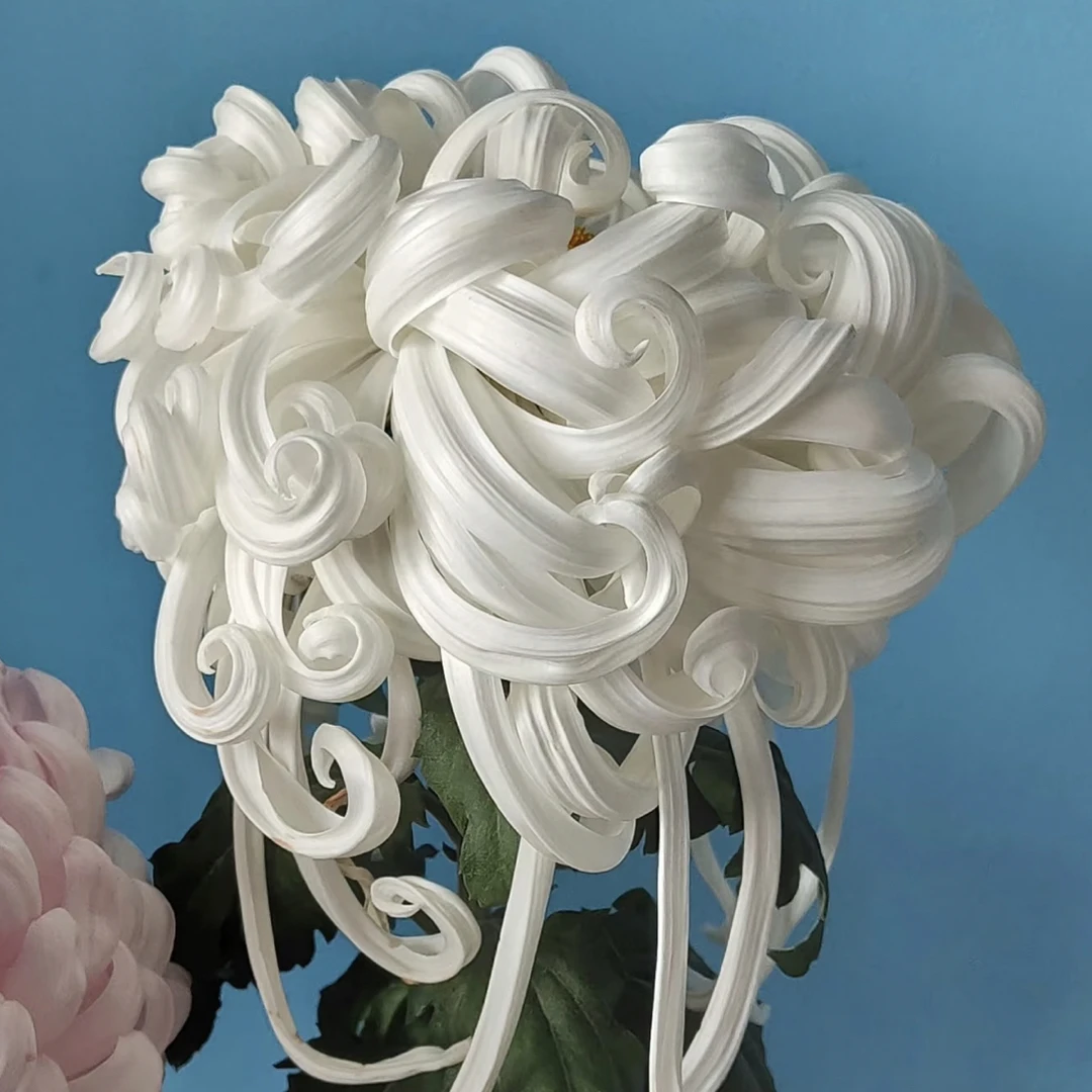 【瑞云殿】稀有精品菊花盆栽室内绿植花卉鲜花菊花一物一拍阳台