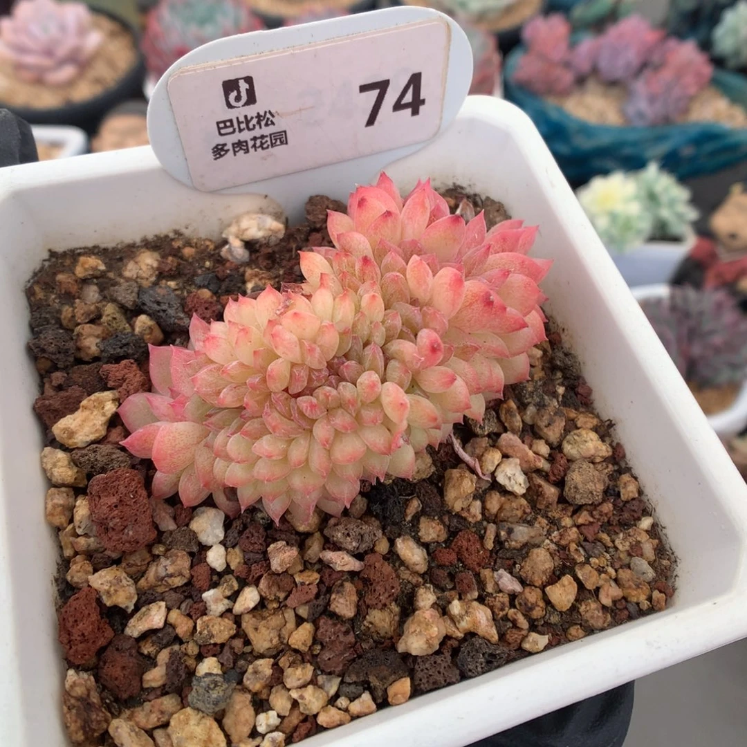 74 糖心缀多肉多肉