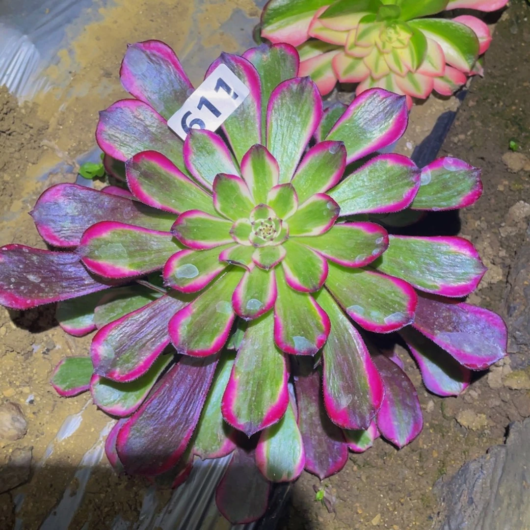 霁月多肉植物多肉611