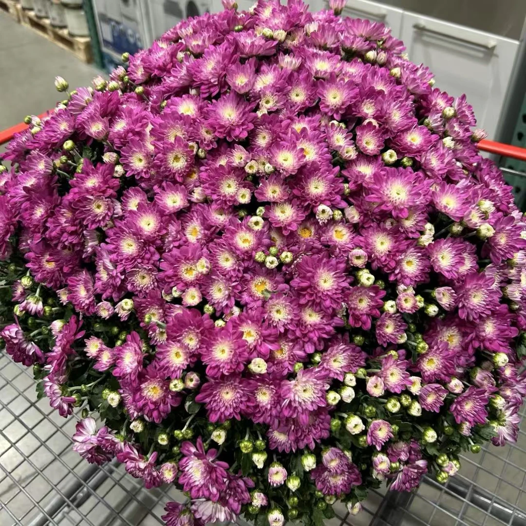 樱花球菊盆栽多年生庭院阳台耐热耐晒爆花强新手易养护发货快