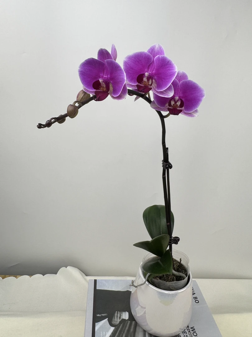 蝴蝶兰【红苹果】鲜花盆栽室内观赏花花佛山基地直发好养易活