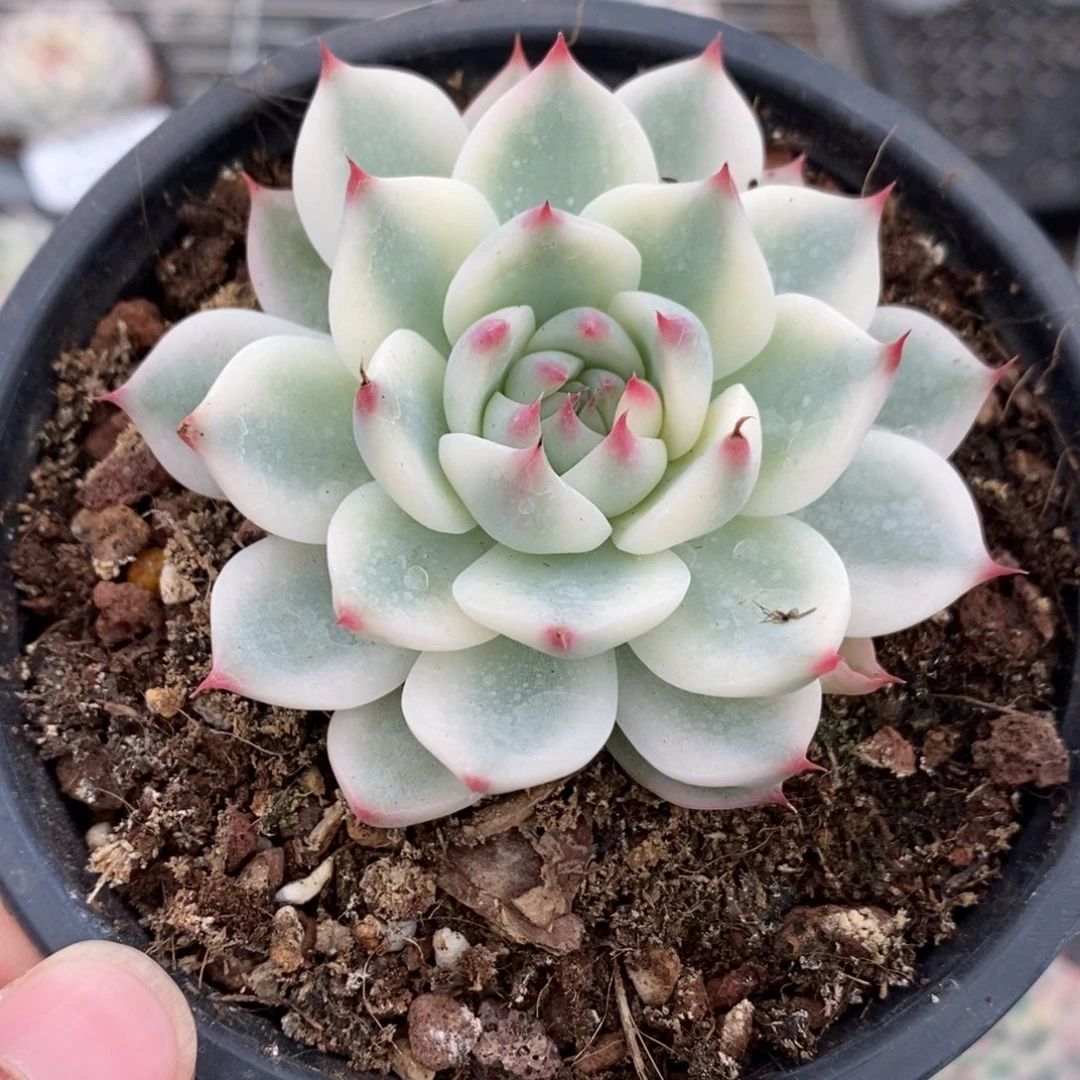 吉娃娃锦多肉植物A2421