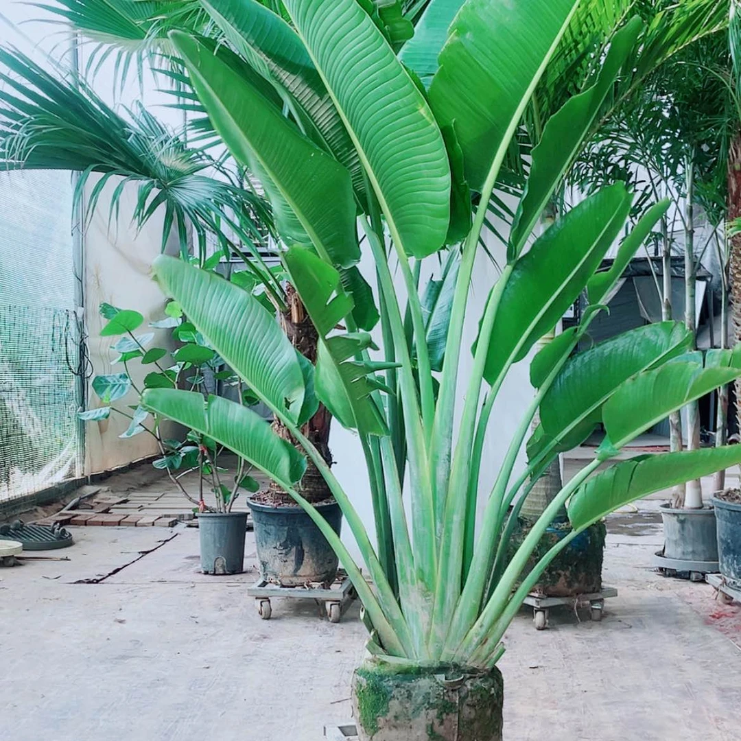 【闪购商品】完全开放w****7566888