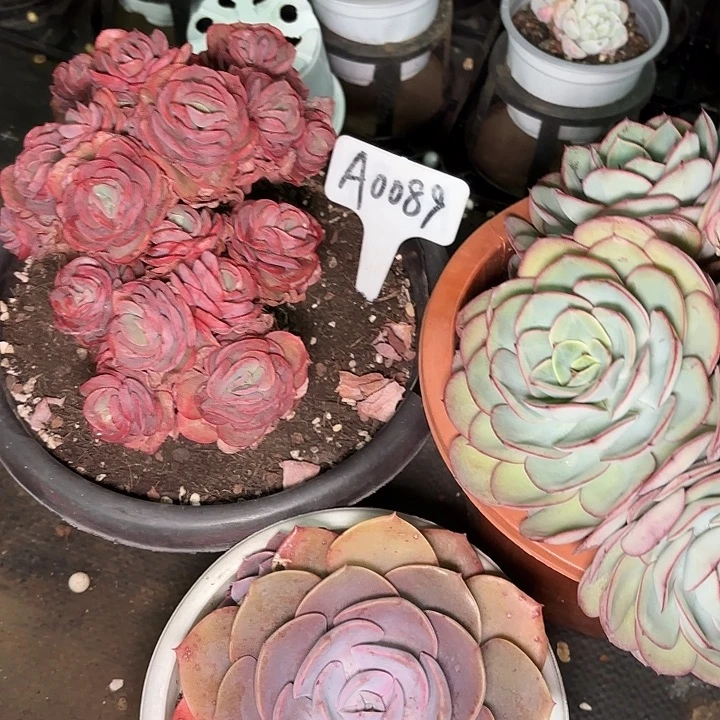 本*尘埃玫瑰一物一拍A0089