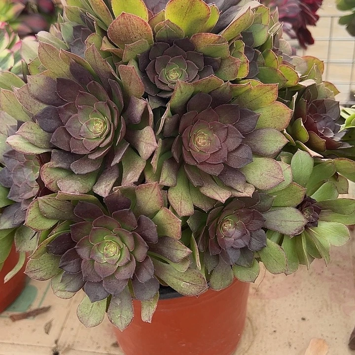 2.6-3桃花石多肉