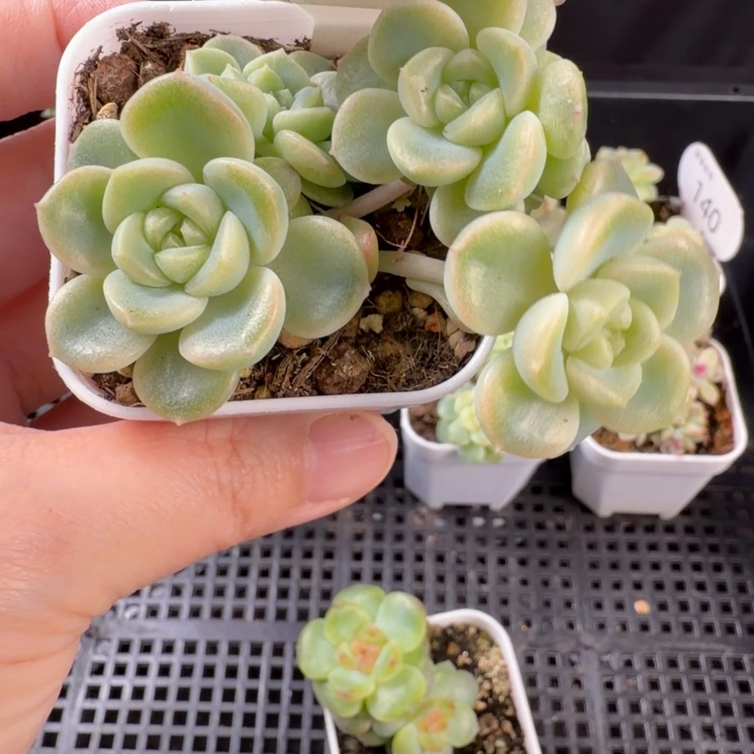 财富密码五头群146号