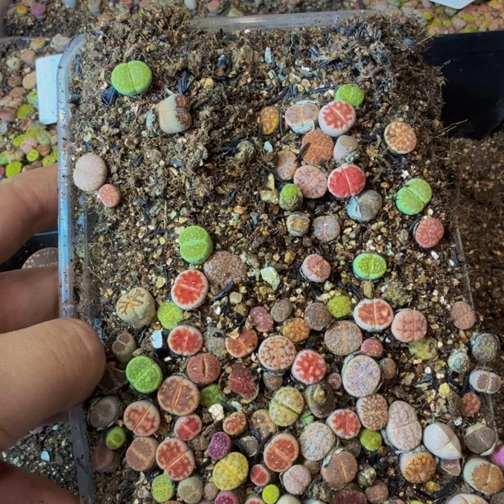 花**片多肉葡萄的季节86