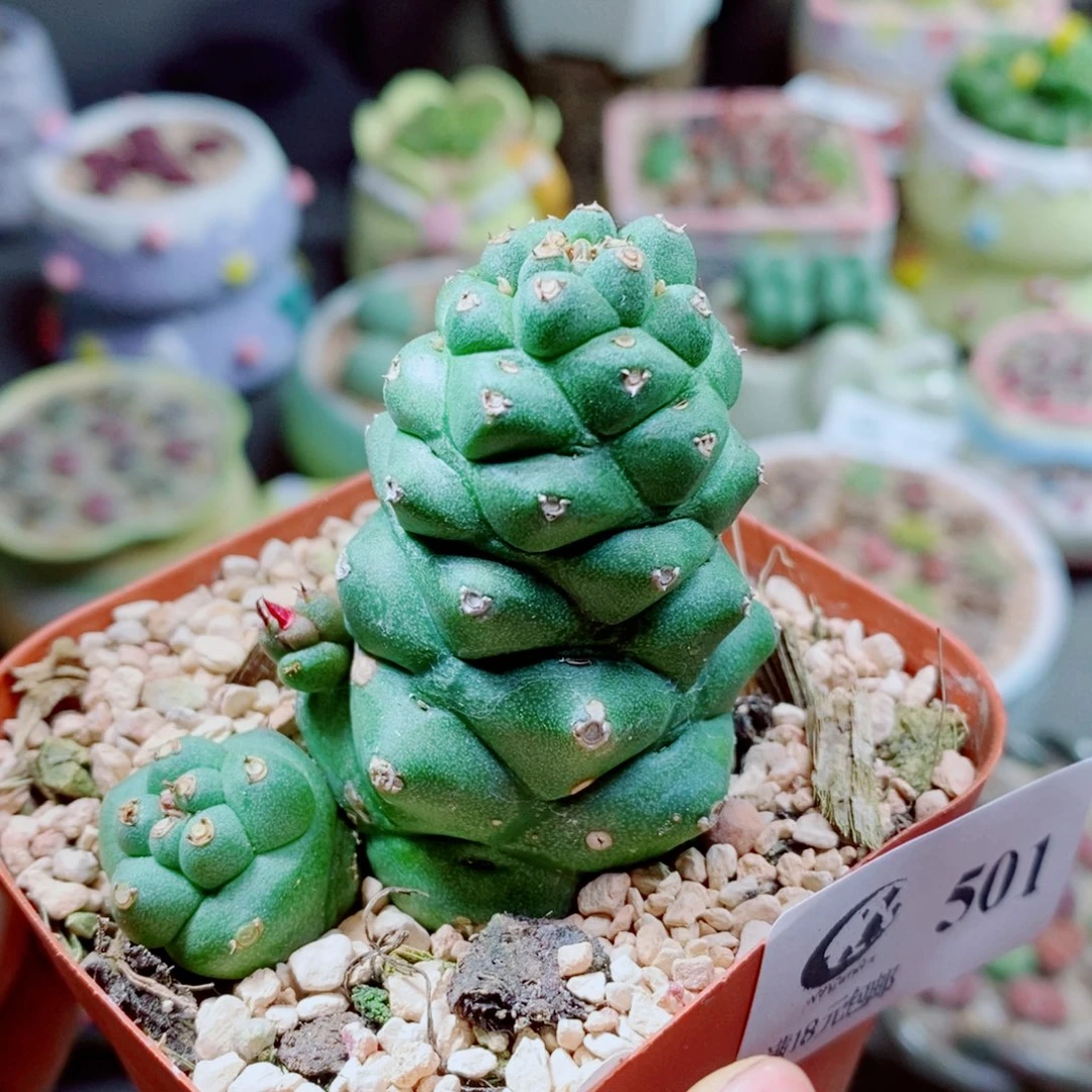 生石花花花花花花花501