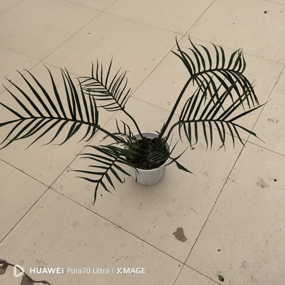 大盆网红鱼骨热值室内养护。