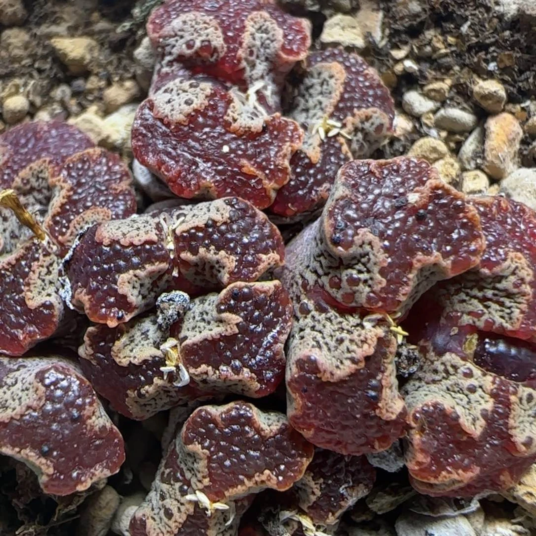 鱼子酱超碟多肉植物56
