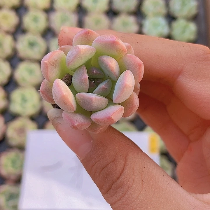 3精品七仙女2颗一组