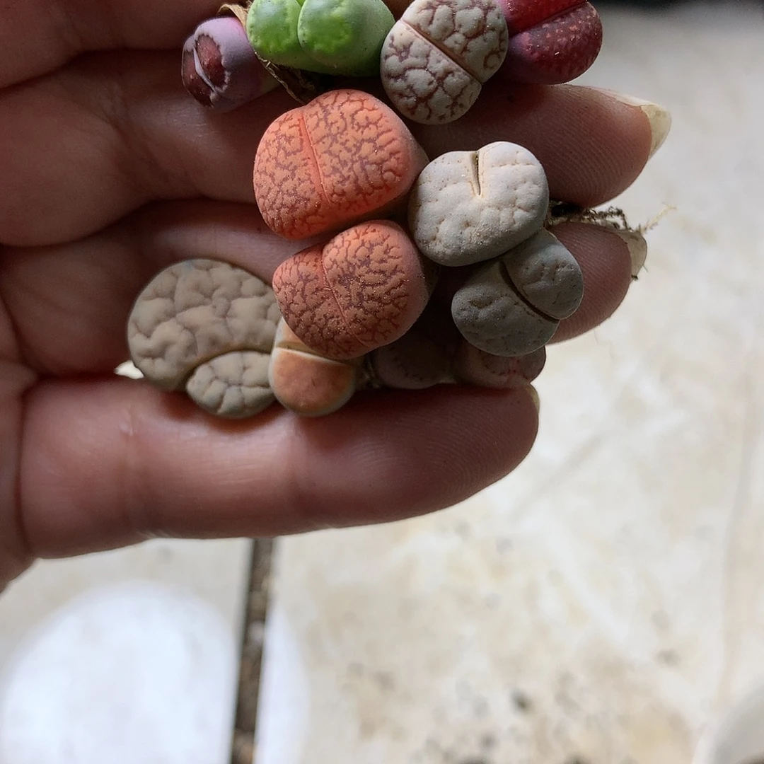 -*D394多肉植物保护研究所