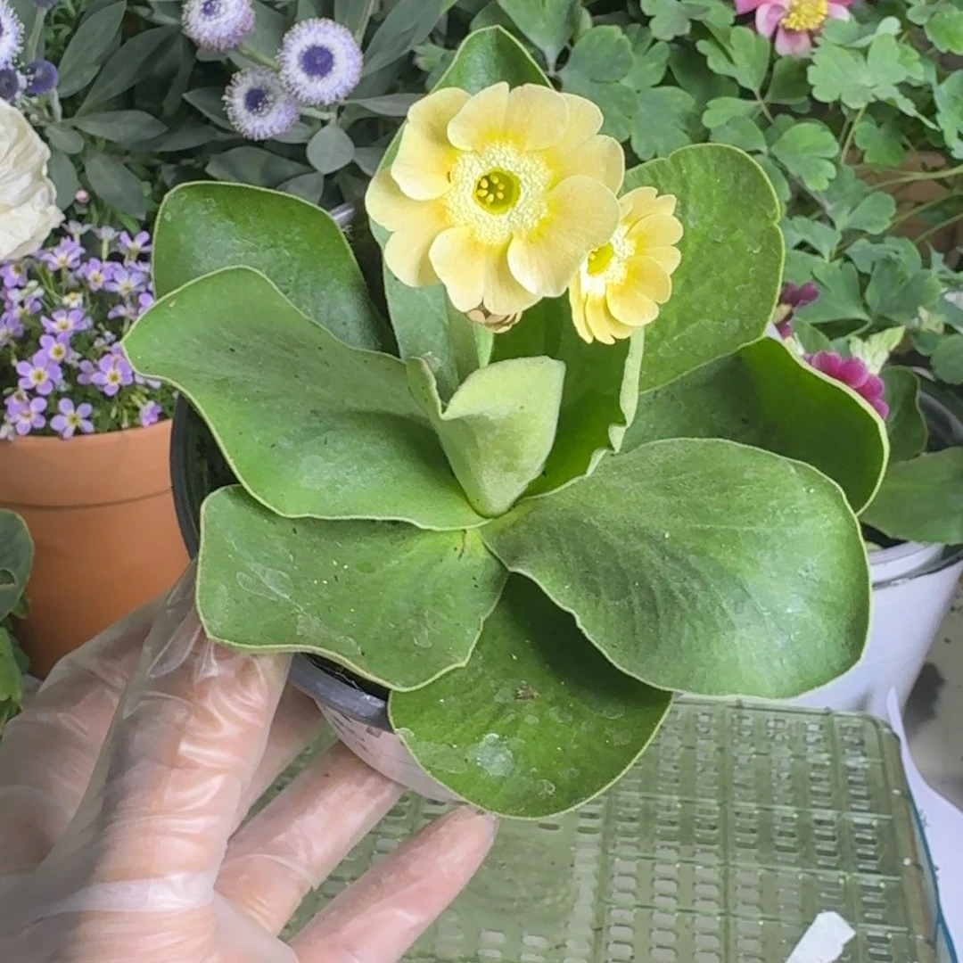 一物一拍  耳叶报春A748