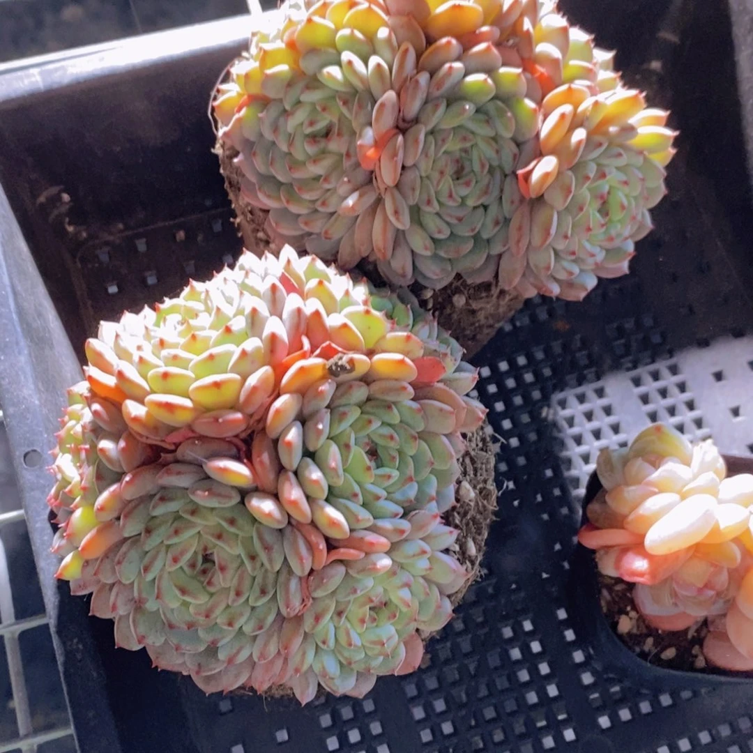 20-73-哈尼白胖子多头群一个