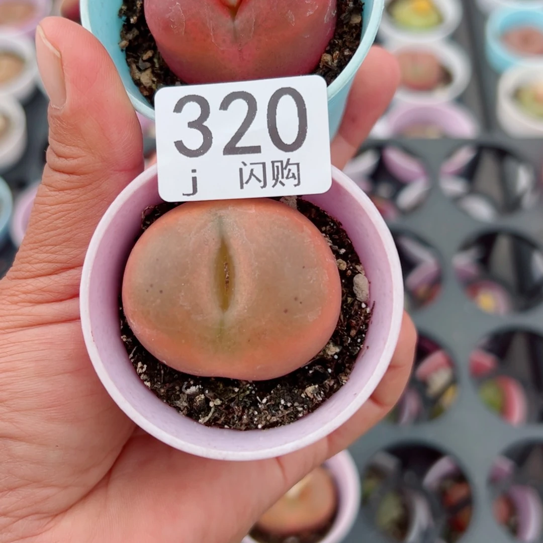 无花朵用****7我很喜欢这个J320
