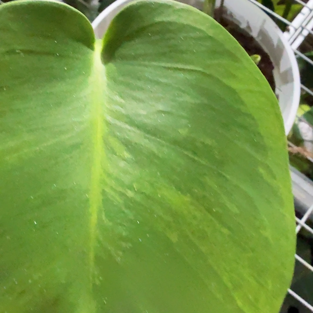 消***K无花朵龟背竹一物一拍