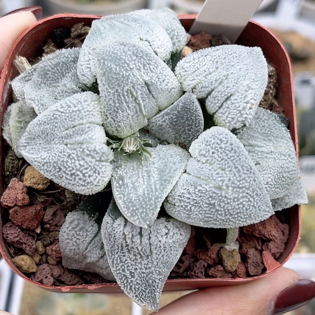 44铁道白银福利专场