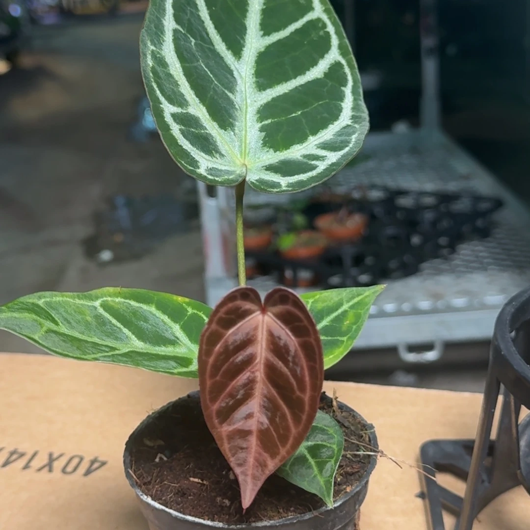 完全开放D105红水晶杂