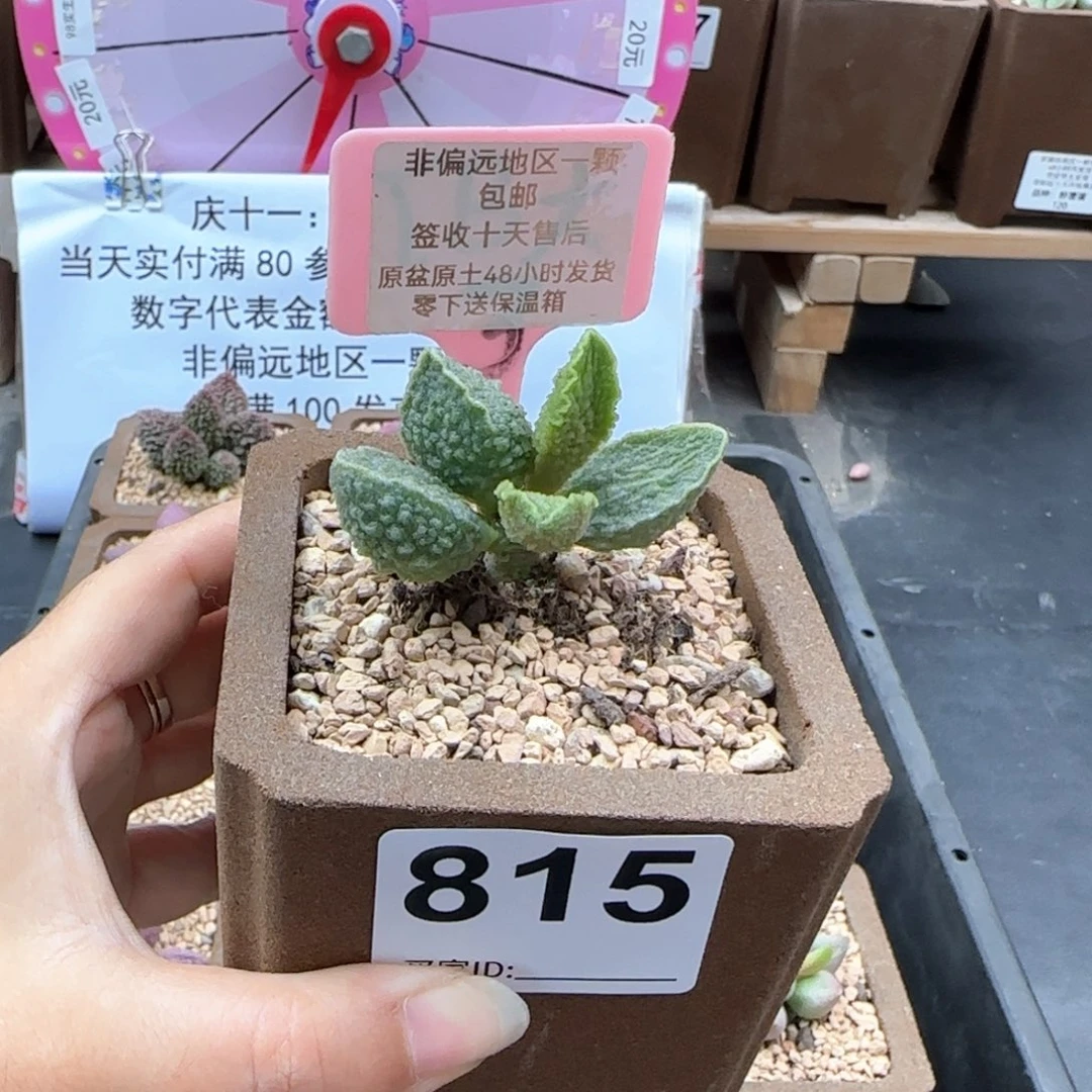 大**?815绿皮多肉植物