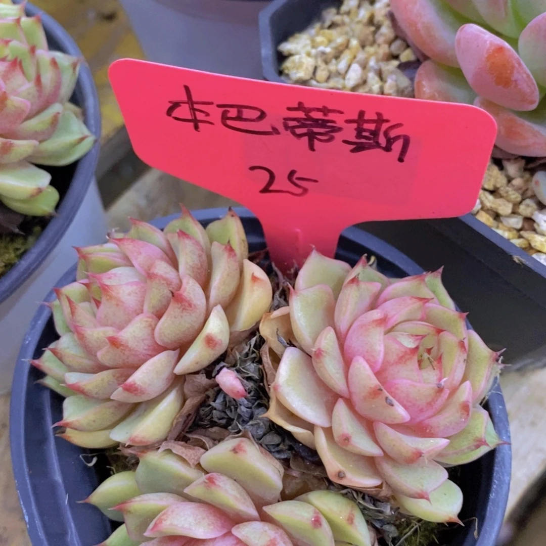 双十一开始，11.10场，晚上