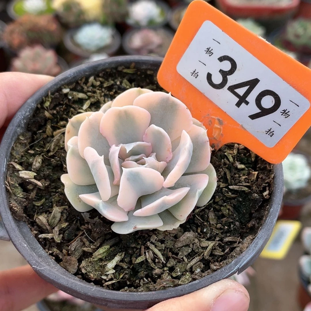 【闪购商品】349号
