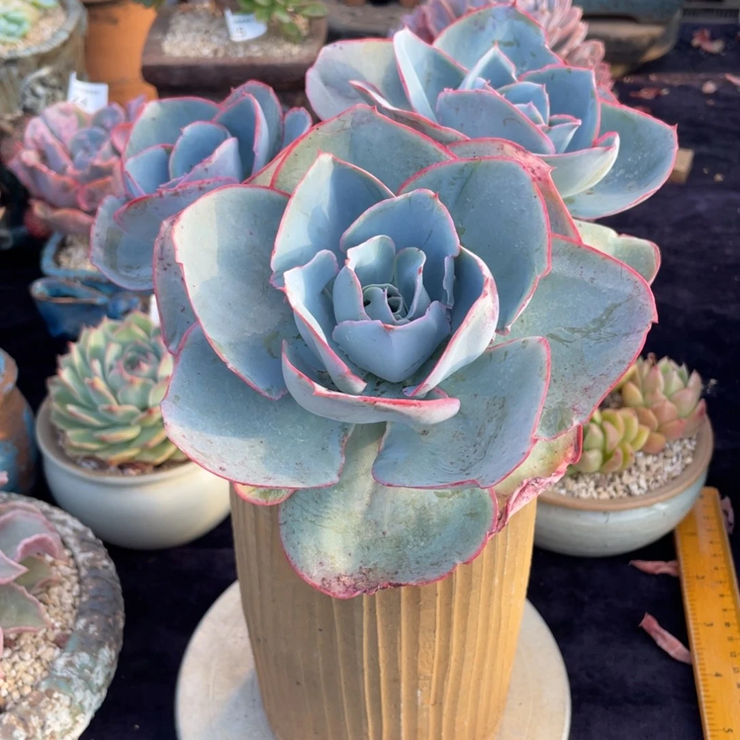 喵*酱396达芬奇密码带盆发物流