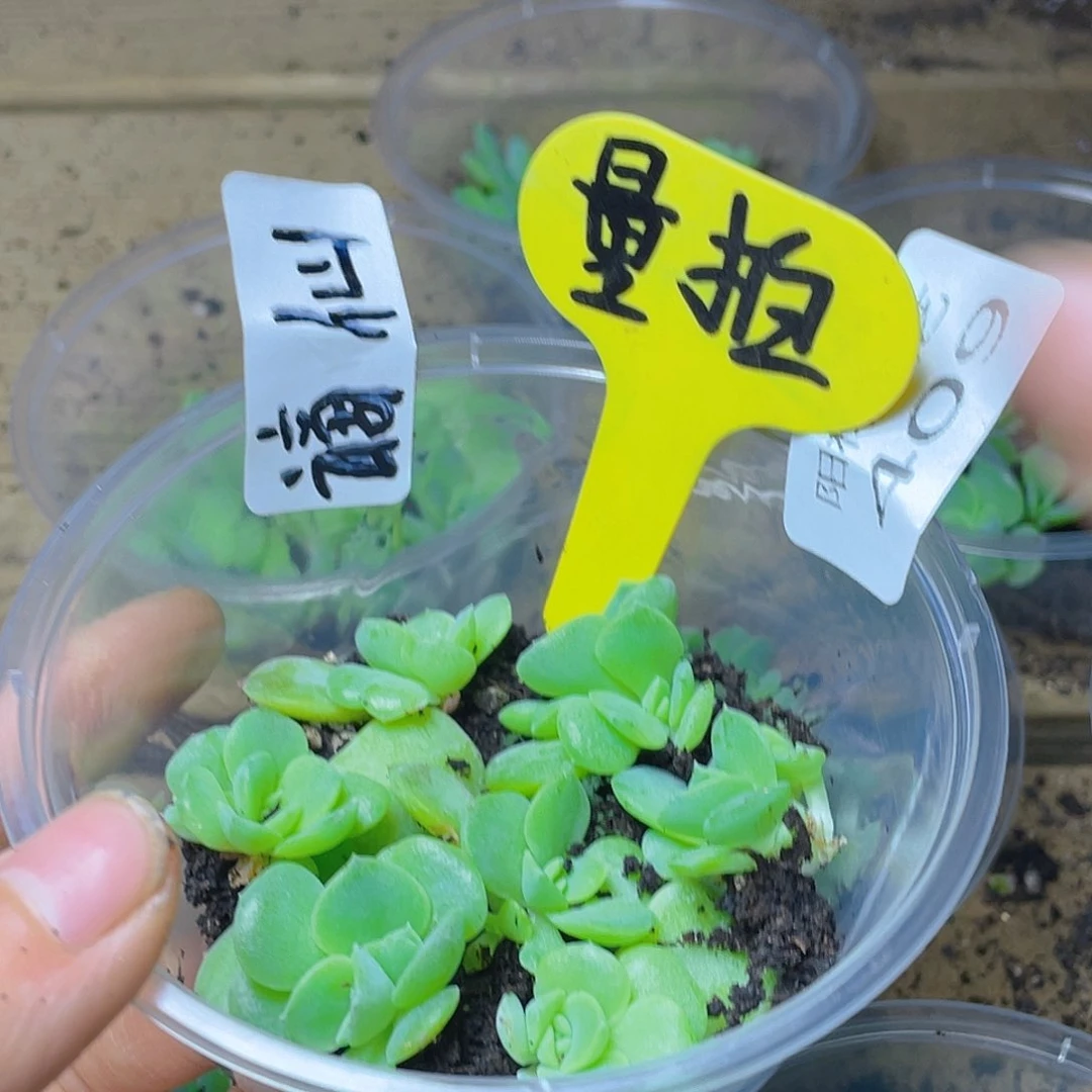 量拍多肉植物多肉植物409