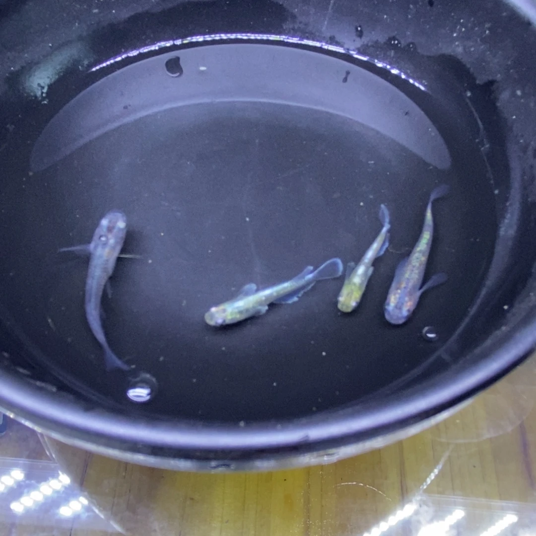 青鳉鱼祖母绿祖母绿25号