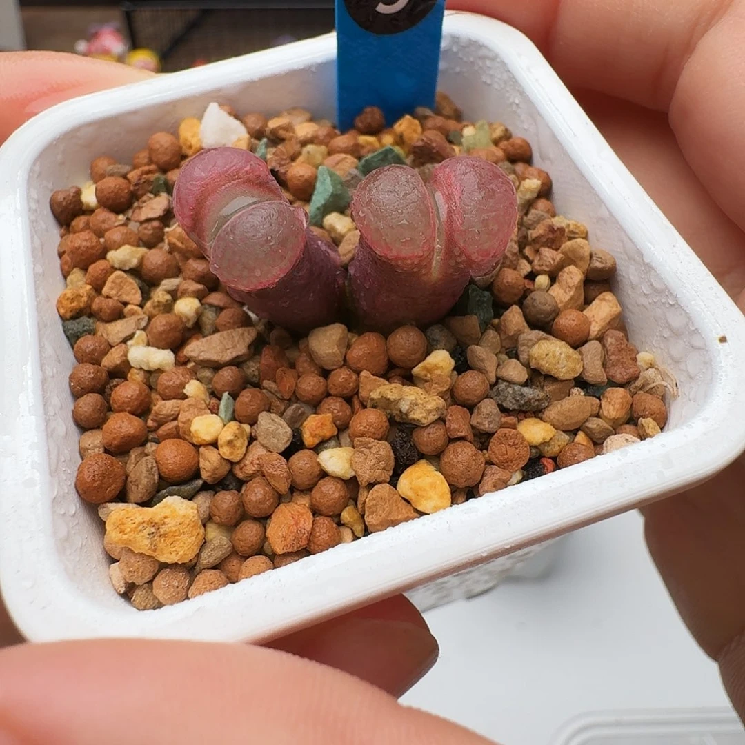 多肉植物福利风铃9