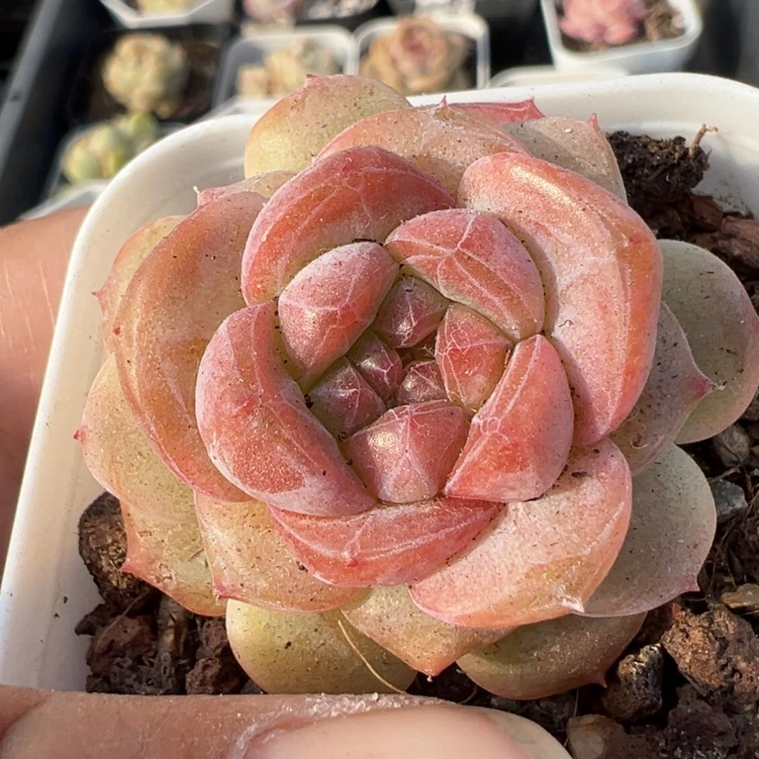 小卡拉米糖心一物一拍