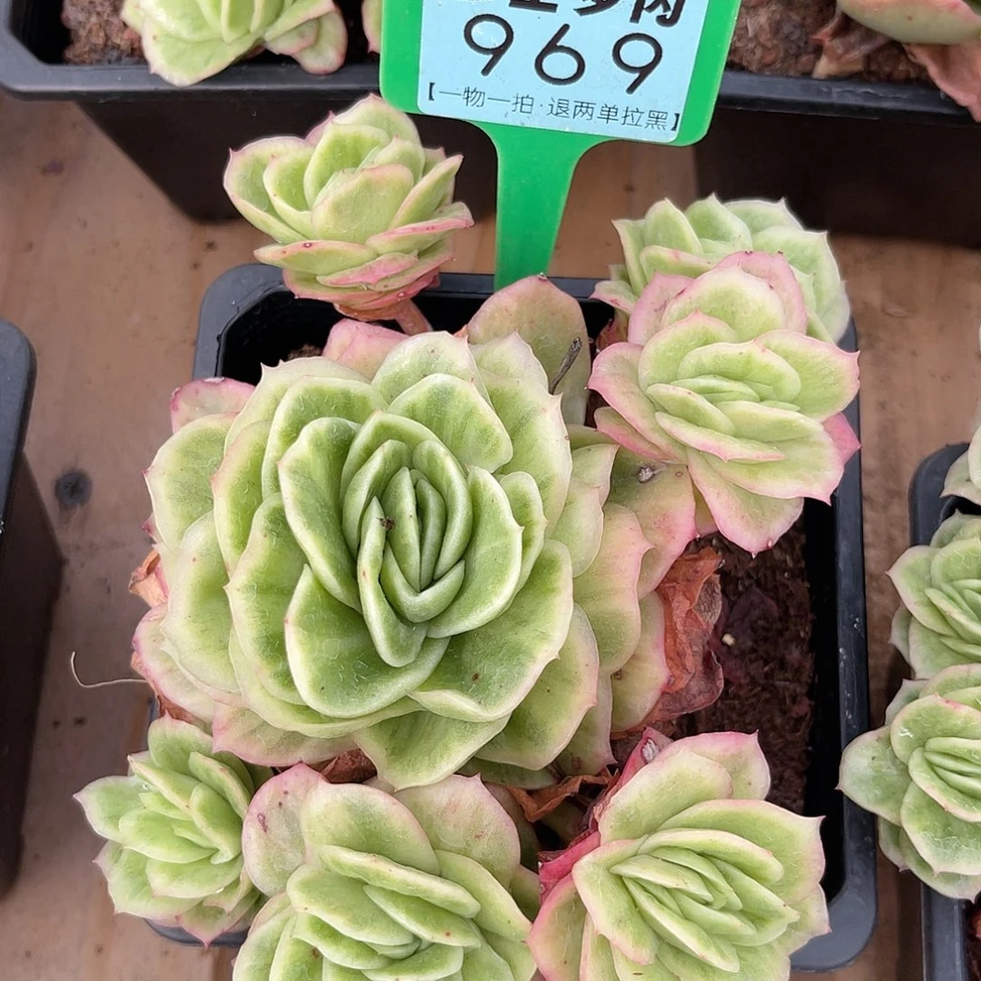 云尘多肉一物一拍969不含盆