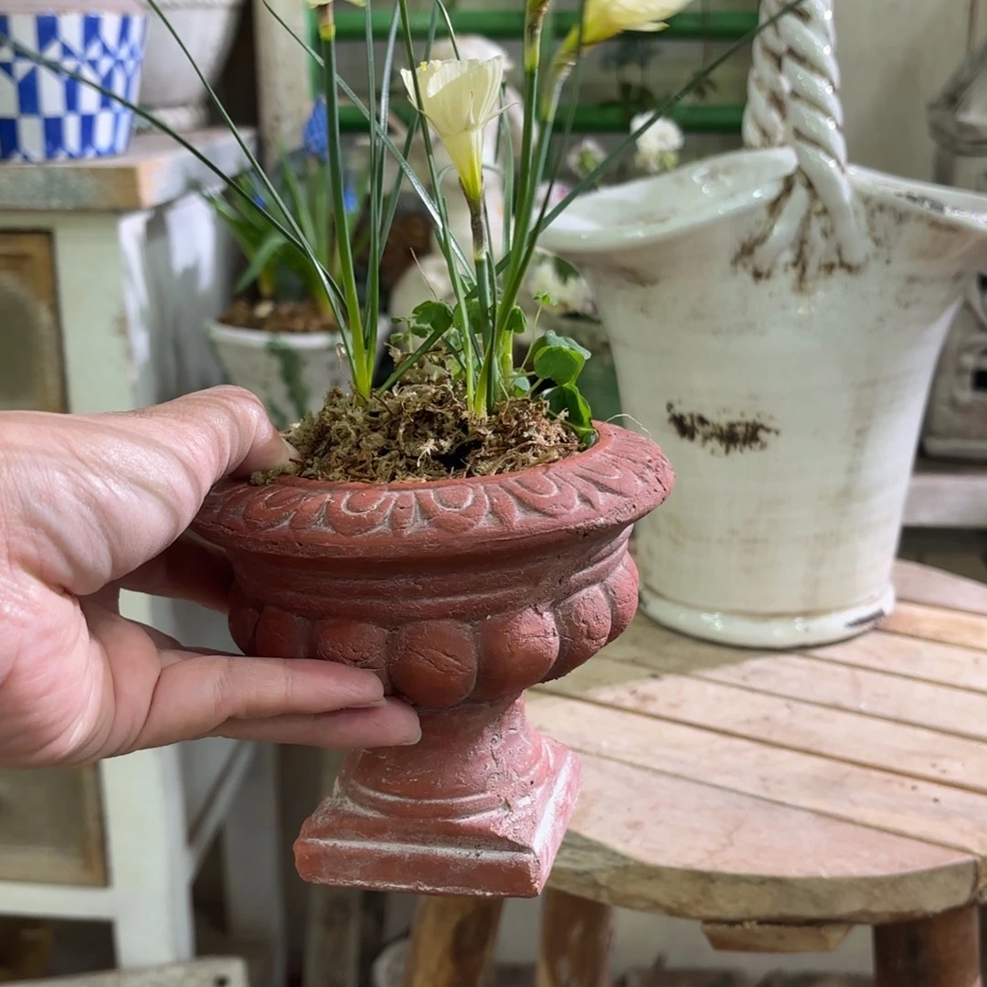 许纯的花房 奖杯29