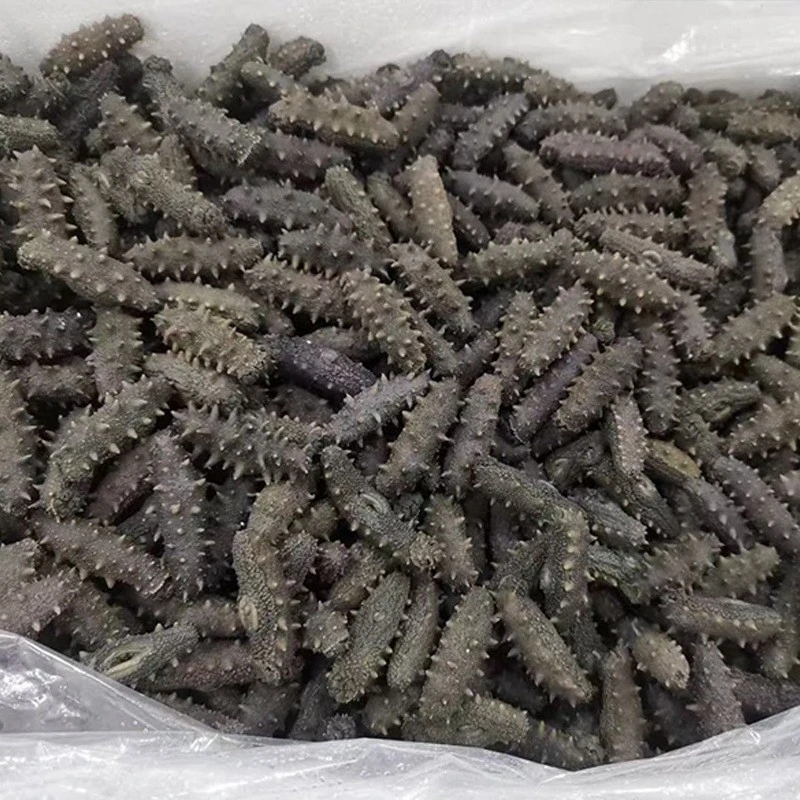 大连中大火拉缸盐海参半干海参高泡发40-60头