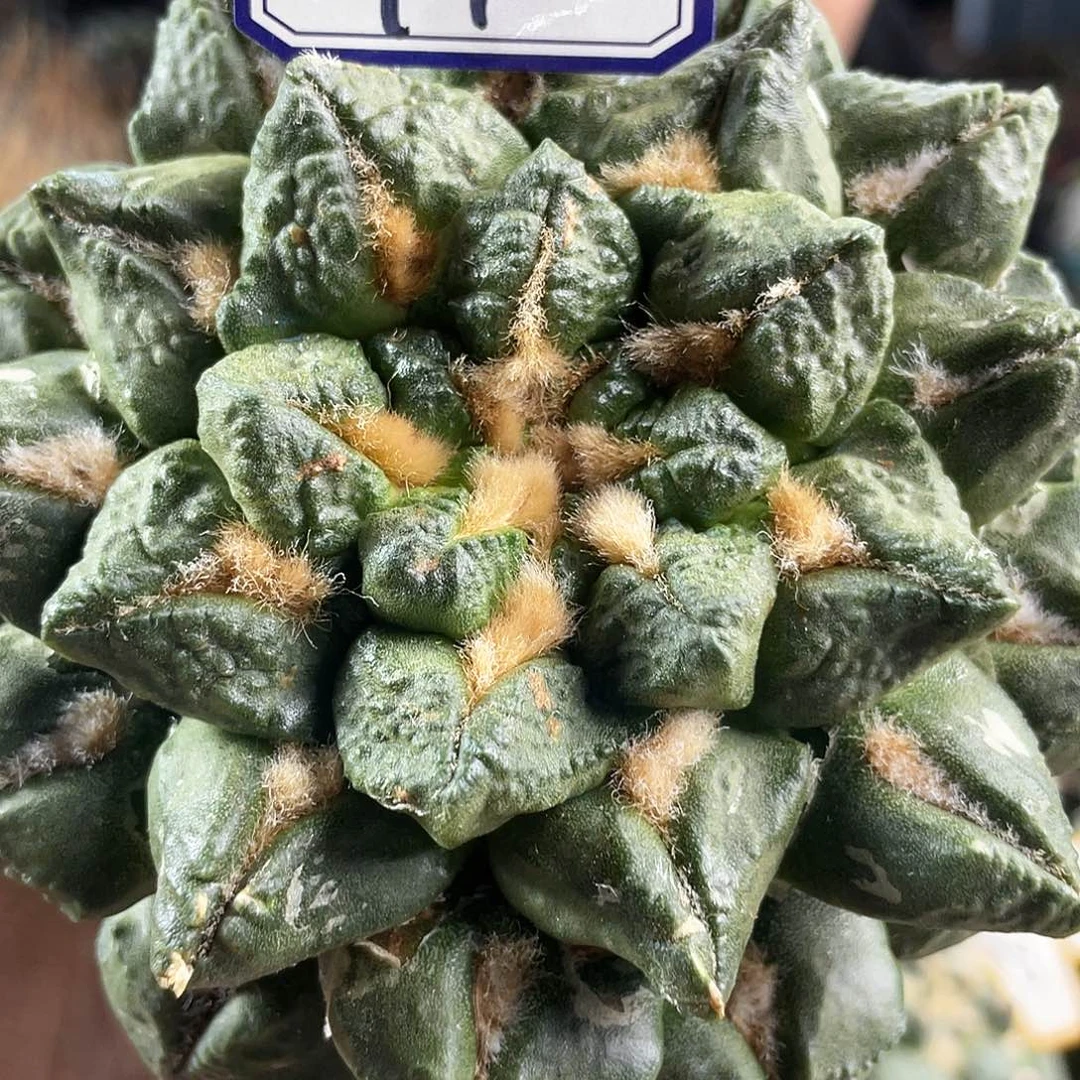 41号自根短尤大龙角龟