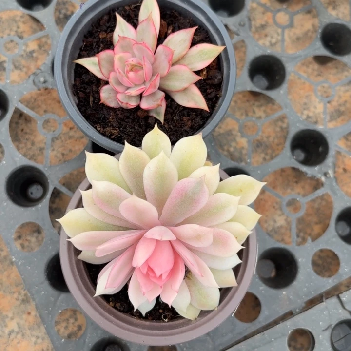 红莲粉蝶组合一物一拍