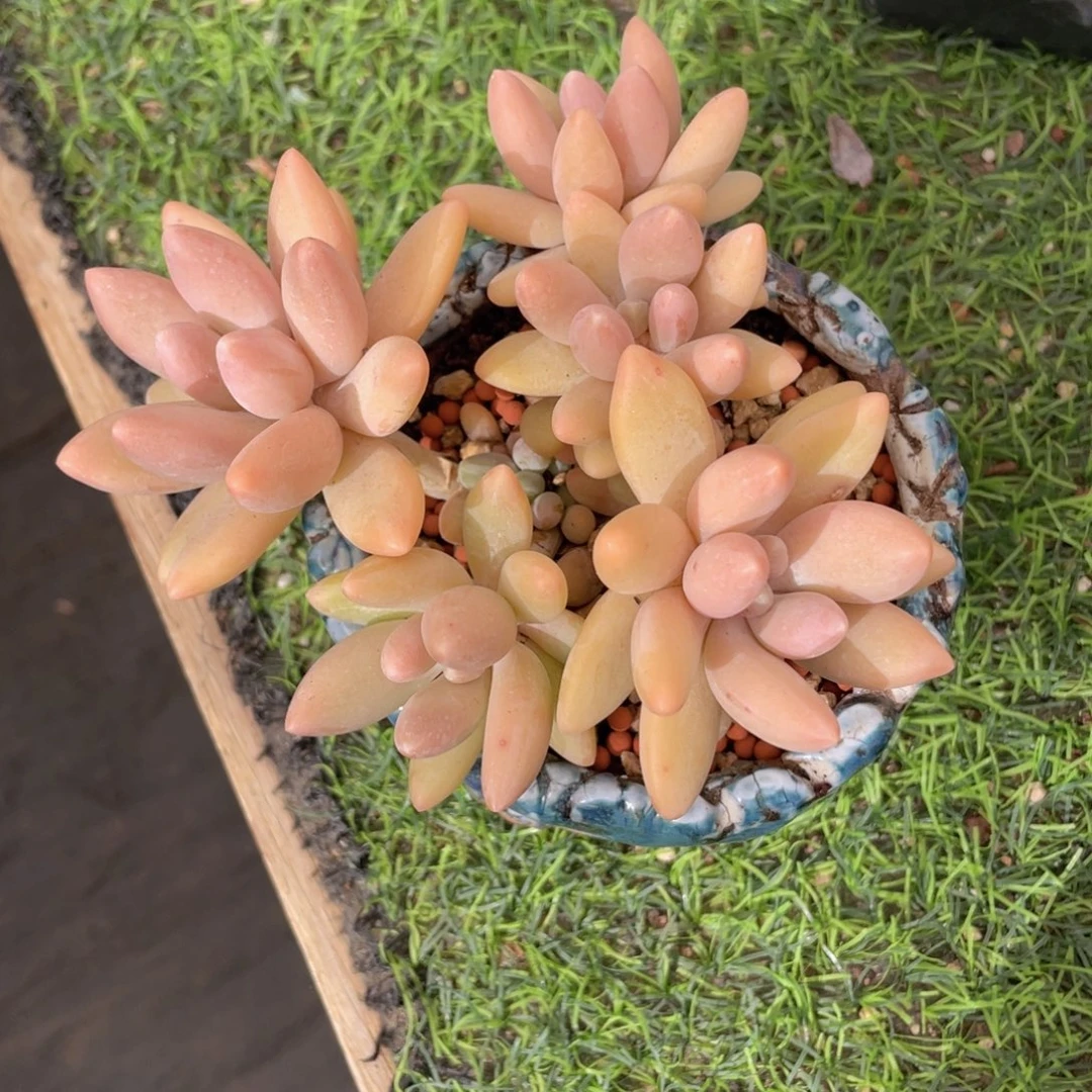 控养白兰地老桩（好看）