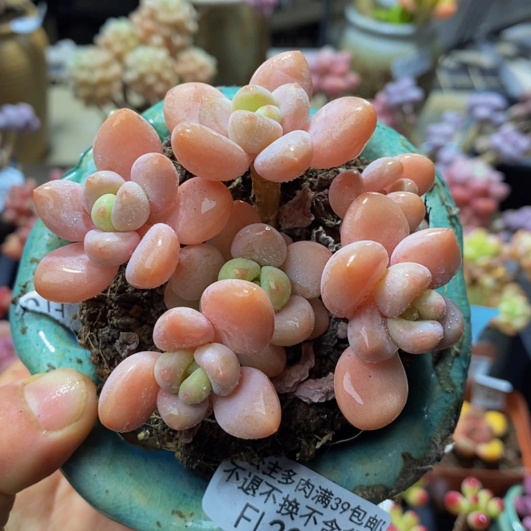 204 橘子香水洛神8？厘米